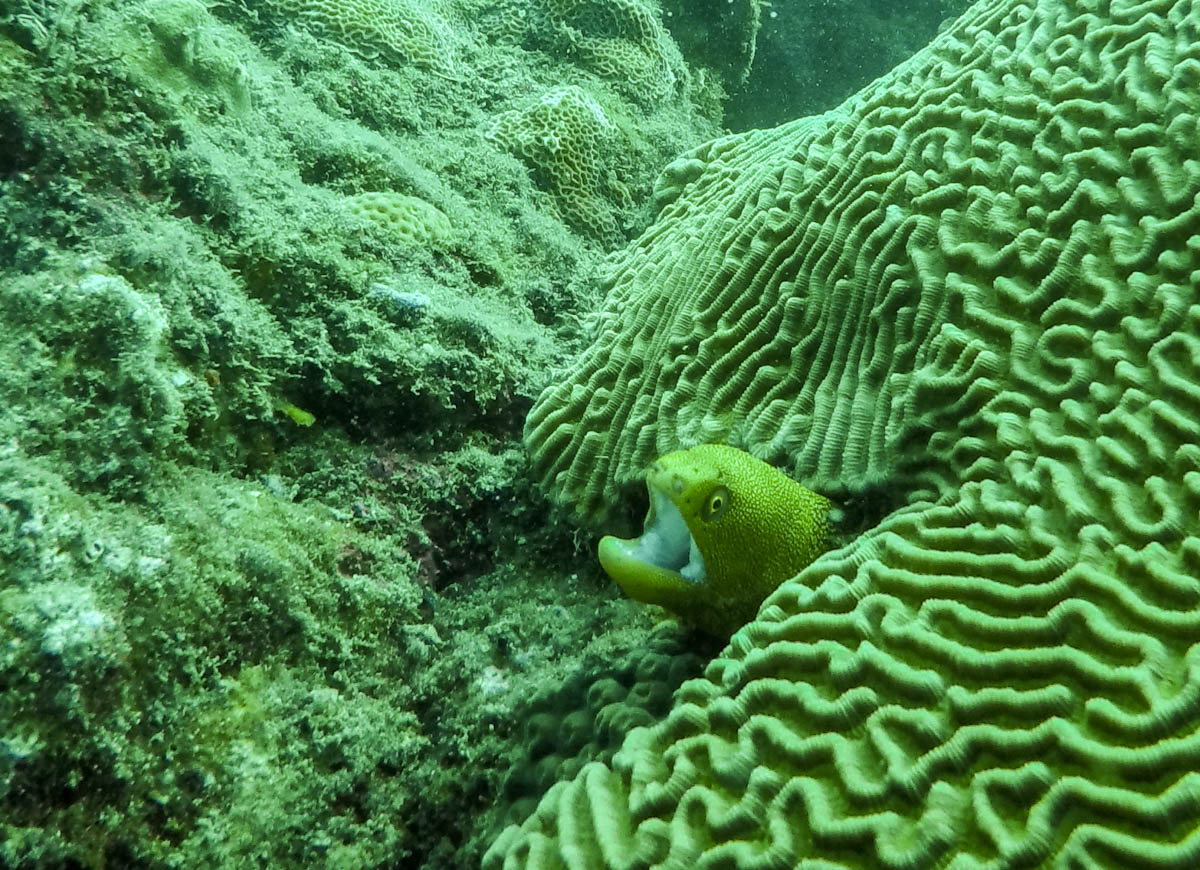 DCIM100GOPROGOPR2520.