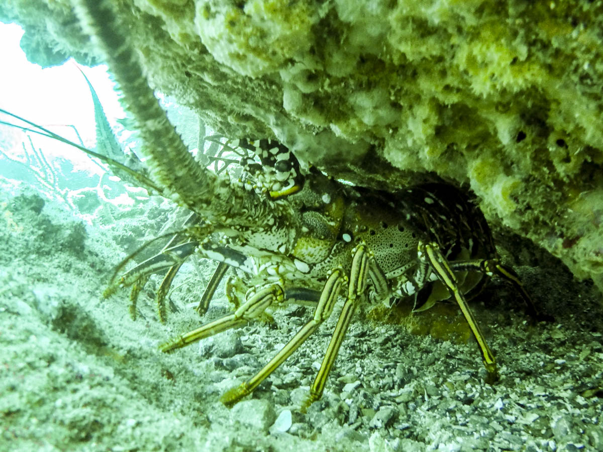 DCIM100GOPROGOPR2553.