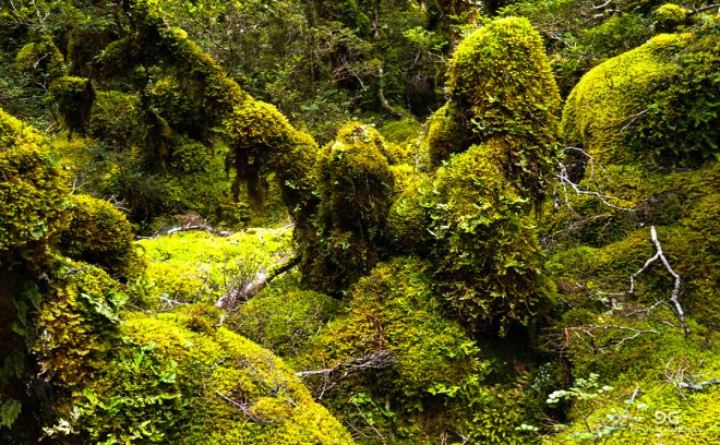 Te Araroa New Zealand