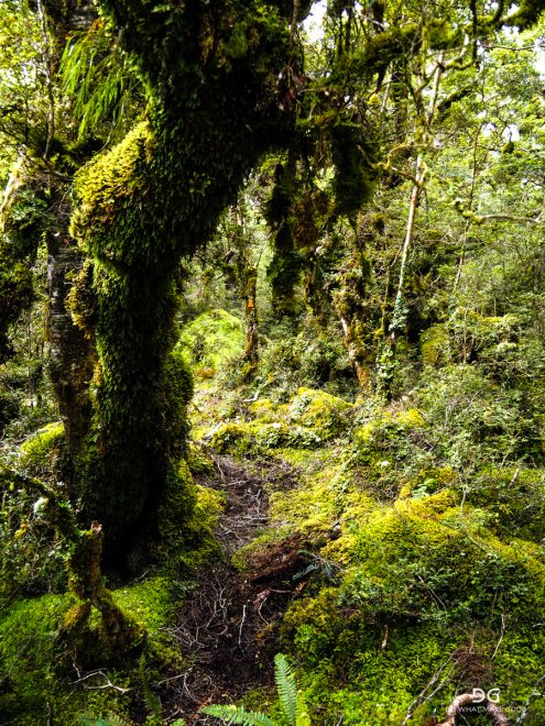 Te Araroa New Zealand