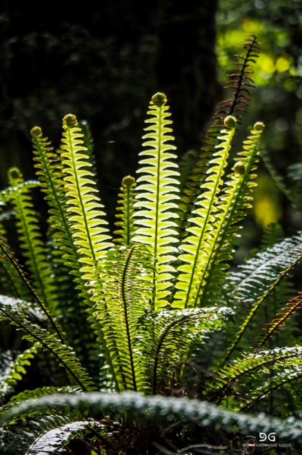 Te Araroa New Zealand
