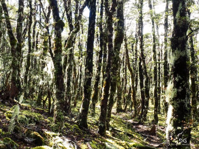 Te Araroa New Zealand