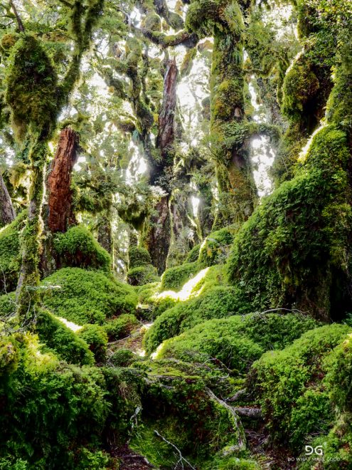 Te Araroa New Zealand