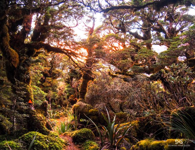 Te Araroa New Zealand