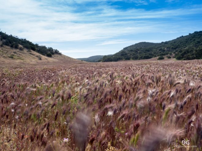 Pacific Crest Trail
