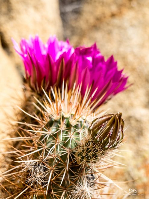 Pacific Crest Trail