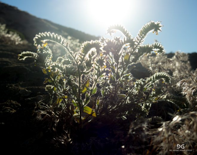 Pacific Crest Trail