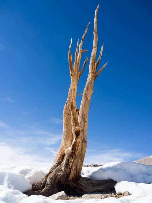 Pacific Crest Trail