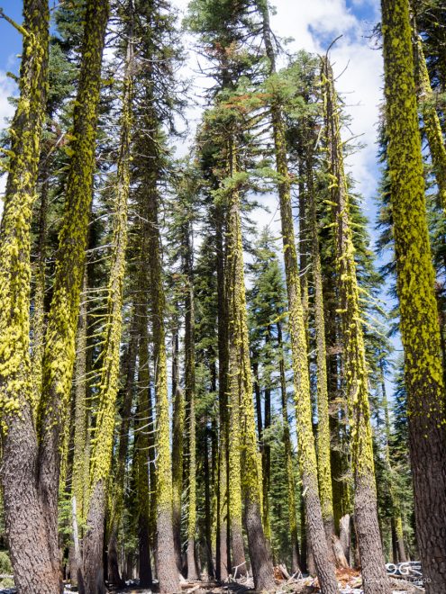Pacific Crest Trail