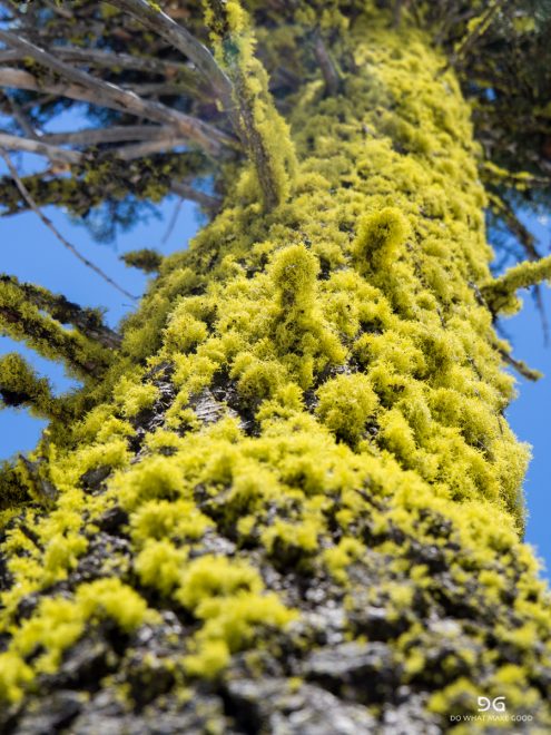 Pacific Crest Trail