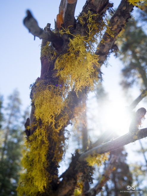 Pacific Crest Trail