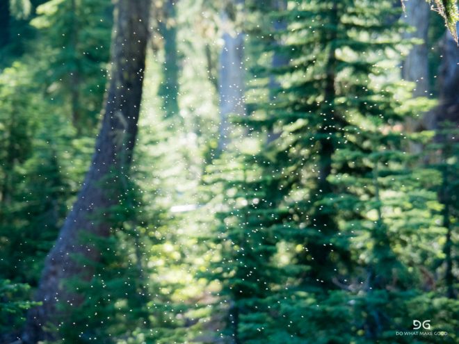 Pacific Crest Trail