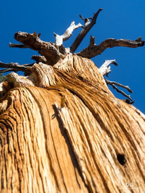 Pacific Crest Trail