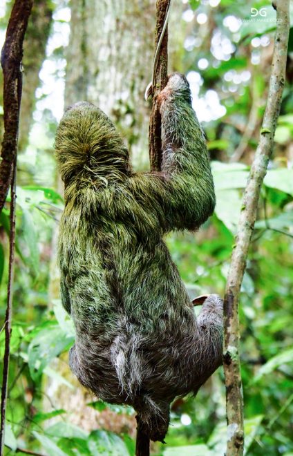Costa Rica