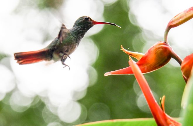 Costa Rica