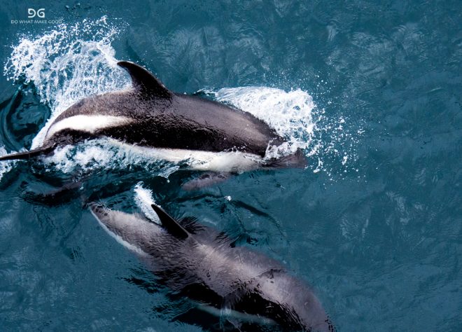 Falkland Islands, South Georgia & Antarctica