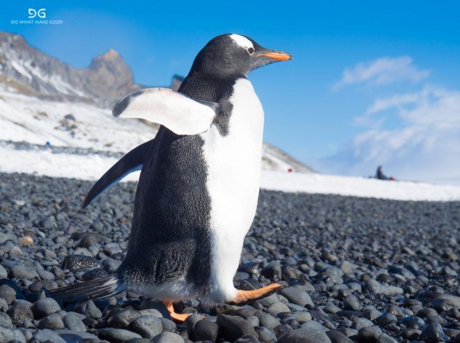 Falkland Islands, South Georgia & Antarctica