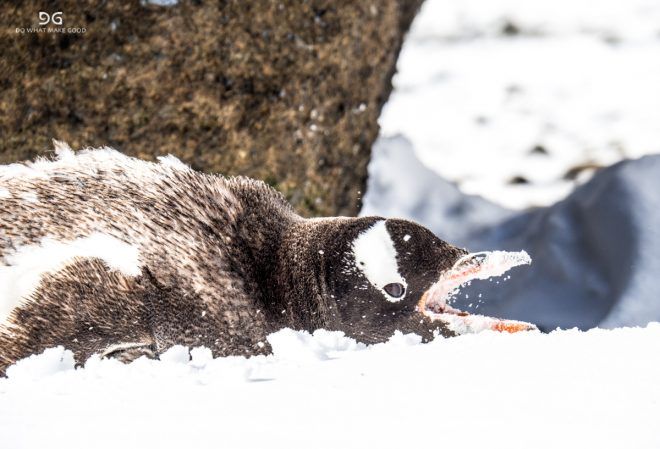 Falkland Islands, South Georgia & Antarctica