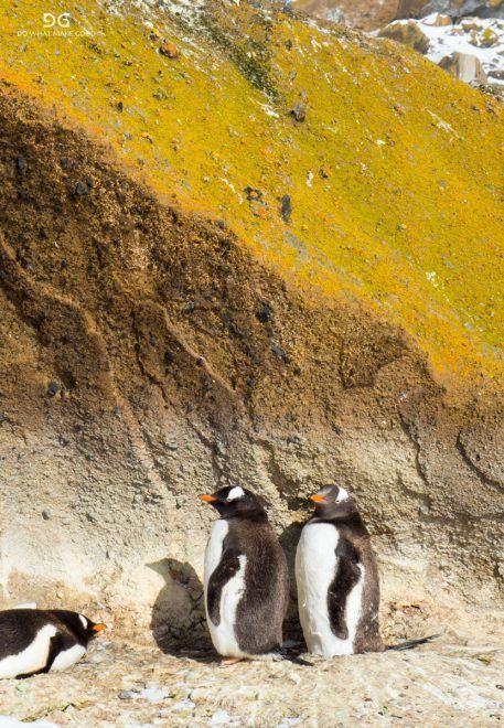 Falkland Islands, South Georgia & Antarctica
