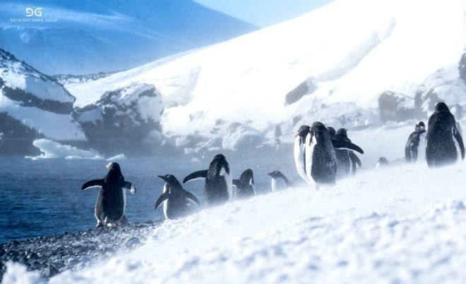 Falkland Islands, South Georgia & Antarctica