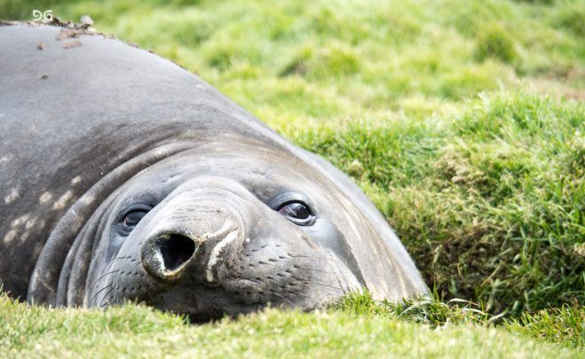 Falkland Islands, South Georgia & Antarctica