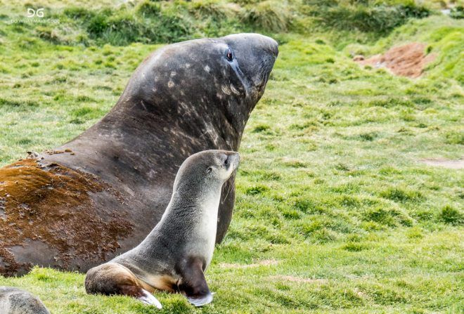 Falkland Islands, South Georgia & Antarctica