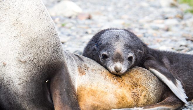 Falkland Islands, South Georgia & Antarctica