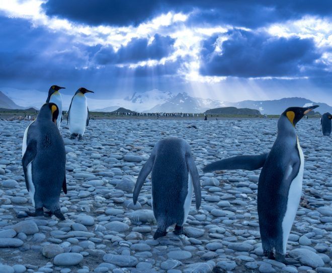 Falkland Islands, South Georgia & Antarctica