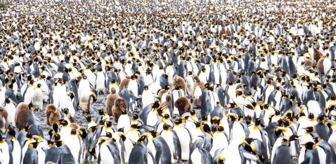 Falkland Islands, South Georgia & Antarctica