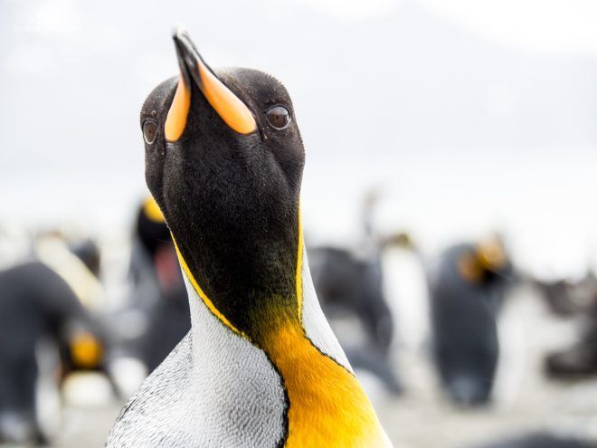 Falkland Islands, South Georgia & Antarctica