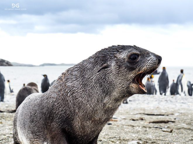Falkland Islands, South Georgia & Antarctica