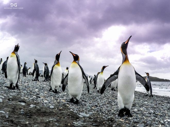 Falkland Islands, South Georgia & Antarctica