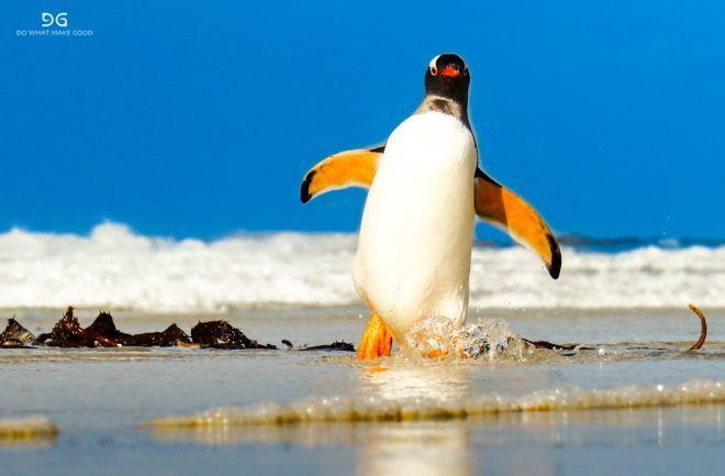 Falkland Islands, South Georgia & Antarctica