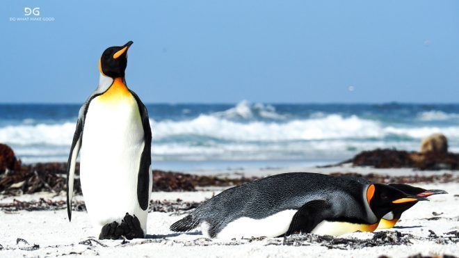 Falkland Islands, South Georgia & Antarctica