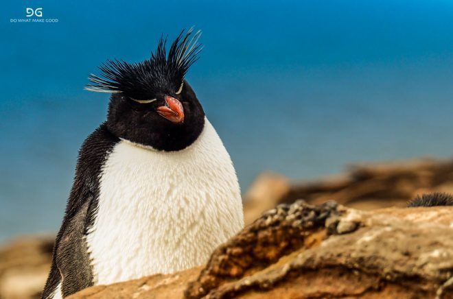 Falkland Islands, South Georgia & Antarctica