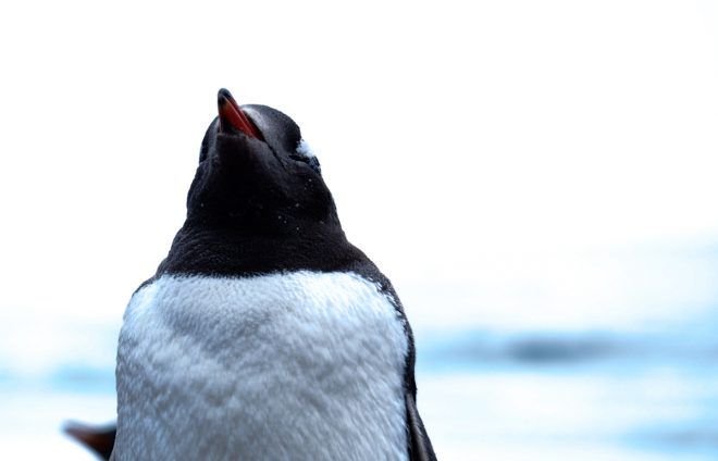 Falkland Islands, South Georgia & Antarctica