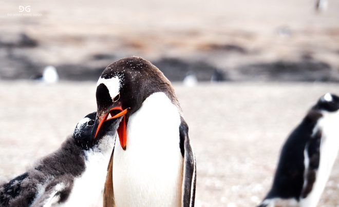 Falkland Islands, South Georgia & Antarctica