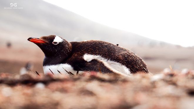 Falkland Islands, South Georgia & Antarctica