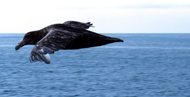 Falkland Islands, South Georgia & Antarctica