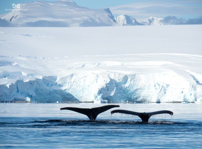 Falkland Islands, South Georgia & Antarctica