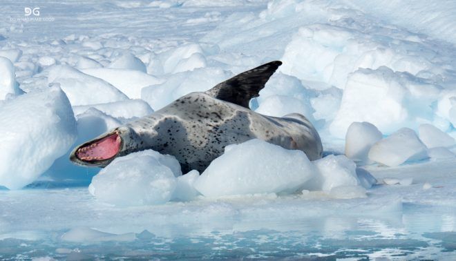 Falkland Islands, South Georgia & Antarctica